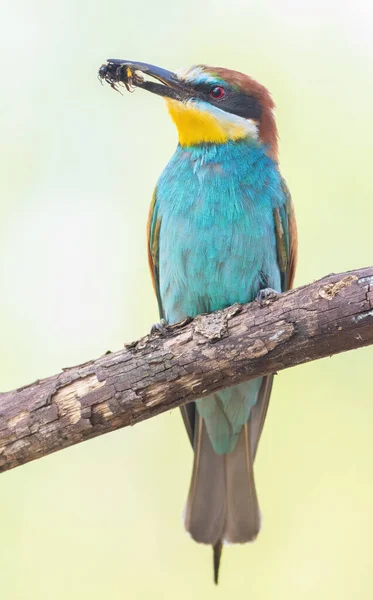 European Bee Eater Merops Apiaster Bird Holds Bumblebee Its Beak — 图库照片