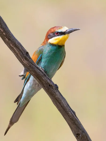 European Bee Eater Merops Apiaster Beautiful Multicolored Bird Sits Branch — стоковое фото