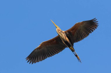 Purple heron, Ardea purpurea. A bird flies over the photographer against the blue sky