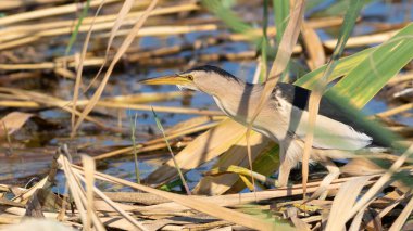Little bittern, Ixobrychus minutus. A bird catches prey in the reeds on the river bank