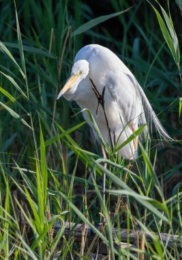 Great egret, Ardea alba. A beautiful bird is standing on the bank of the river, it raised its paw as if to greet everyone