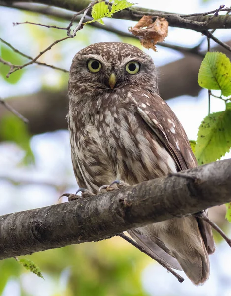 Little Owl Athene Noctua Bird Sits Branch Looks Lens — 스톡 사진