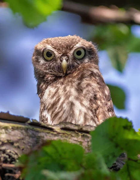 Little Owl Athene Noctua Young Bird Sits Branch Looks Lens — Stock Photo, Image