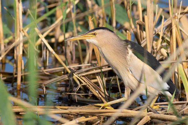 Little Bittern Ixobrychus Minutus Bird Catches Prey Reeds River Bank — Φωτογραφία Αρχείου