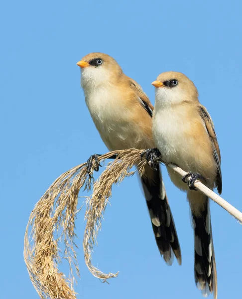 Bearded Reedling Panurus Biarmicus Two Young Males Sitting Reed Stalk — Photo