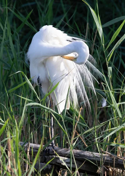 Great egret, Ardea alba. A bird brushing her luxurious feathers