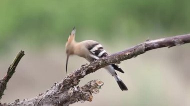 Eurasian hoopoe, Upupa epops. A bird pecking the bark on an old dry branch