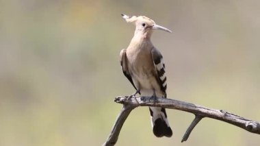 Eurasian hoopoe, Upupa epops. A bird sits on a branch and looks around