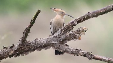 Eurasian hoopoe, Upupa epops. A bird pecking the bark on an old dry branch