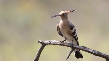 Eurasian hoopoe, Upupa epops. A bird sits on a branch and brushes its feathers
