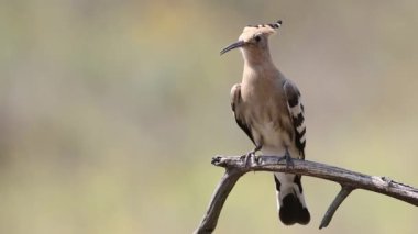 Eurasian hoopoe, Upupa epops. A bird sits on a branch and looks around