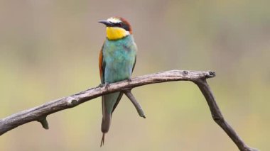 European bee-eater, Merops apiaster. The male sits on a branch, looks around and calls