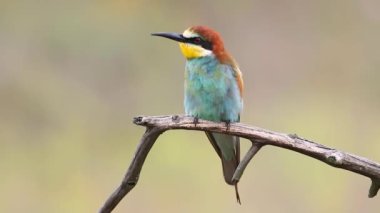 European bee-eater, Merops apiaster. An adult bird sits on a branch and looks around