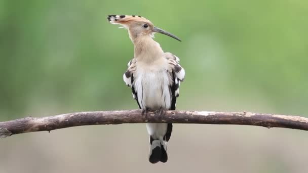Eurasian Hoopoe Upupa Epops Bird Sits Branch Brushes Its Feathers — Stock video