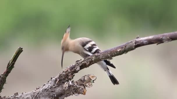 Eurasian Hoopoe Upupa Epops Bird Pecking Bark Old Dry Branch — Stock video