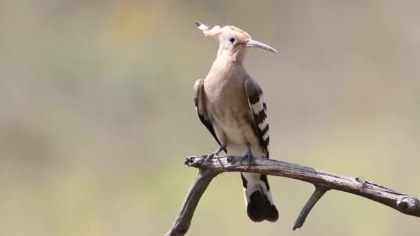 Eurasian Hoopoe Upupa Epops Bird Sits Branch Looks — Stock video