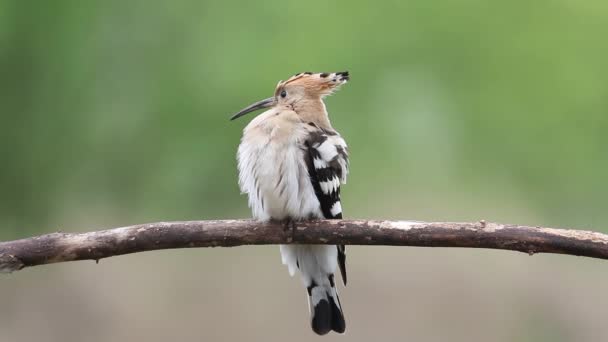 Eurasian Hoopoe Upupa Epops Bird Has Fluffed Out Its Feathers — Stockvideo