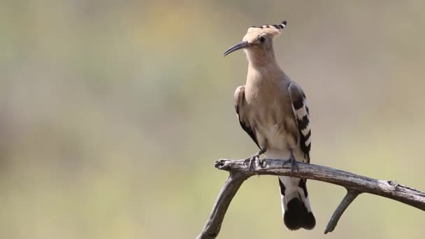 Eurasian Hoopoe Upupa Epops Bird Sits Branch Looks — Stok Video