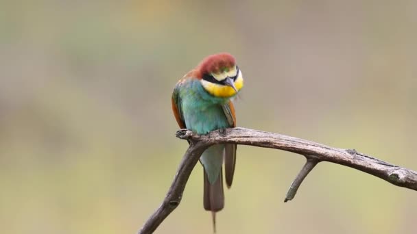 European Bee Eater Merops Apiaster Bird Sits Branch Looks — Vídeos de Stock