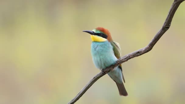 European Bee Eater Merops Apiaster Young Bird Sits Branch Beautiful — Vídeo de stock