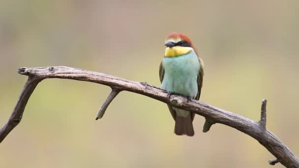 European Bee Eater Merops Apiaster Young Bird Looks Flies Away — 비디오