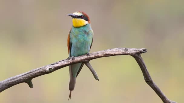 European Bee Eater Merops Apiaster Male Sits Branch Looks Calls — Stok video