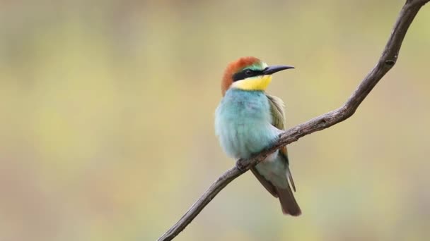 Ευρωπαίος Μελισσοφάγος Merops Apiaster Νεαρό Πουλί Έχει Φουσκώσει Φτερά Του — Αρχείο Βίντεο