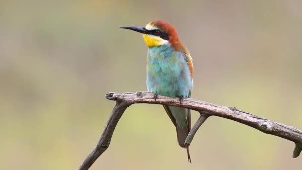 European Bee Eater Merops Apiaster Adult Bird Sits Branch Looks — Stockvideo