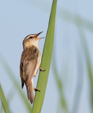 Sedge warbler, Acrocephalus schoenobaenus. A bird sings while sitting on a leaf of a plant on the bank of a river.