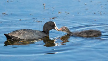Eurasian coot, Fulica atra. A bird feeds its chick.