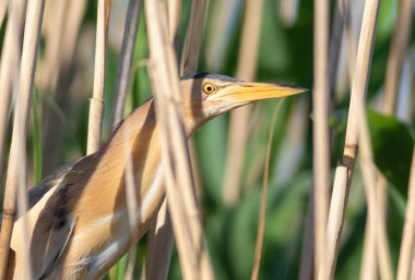 Little bittern, Ixobrychus minutus. A bird sits in a thicket of reeds on a river bank and waits for prey.