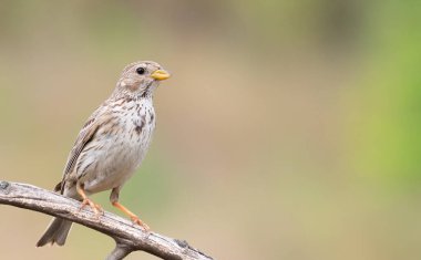 Corn bunting, Emberiza calandra. A bird sits on a dry branch on a beautiful blurry background.