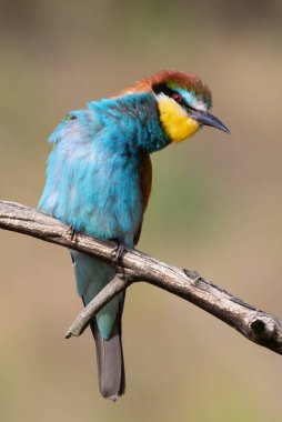 European bee-eater, Merops apiaster. Close-up of the bird against a beautiful blurred background.