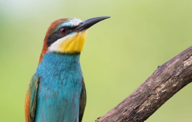 European bee-eater, Merops apiaster. Close-up of the bird against a beautiful blurred background.