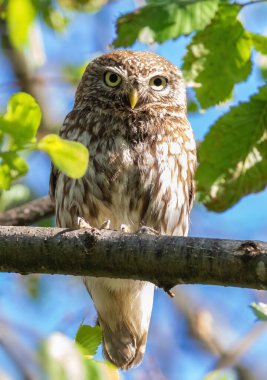 Little owl, Athene noctua. A bird sits on a branch.