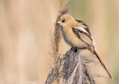 Sakallı reedling, Panurus biarmicus. Erkek, nehir kıyısındaki bir sazlığın üzerinde oturur..