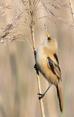 Bearded reedling, Panurus biarmicus. A young male sits on a reed stalk on the river bank.