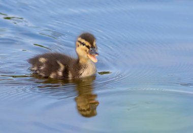 Mallard, Anas platyrhynchos. A mallard chick floats down a river.