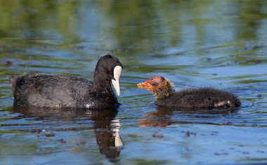 Eurasian coot, Fulica atra. A chick asking for food from its parent.