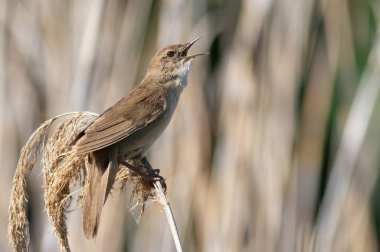 Savi's warbler, Locustella luscinioides. The male bird sings while sitting on top of a reed.