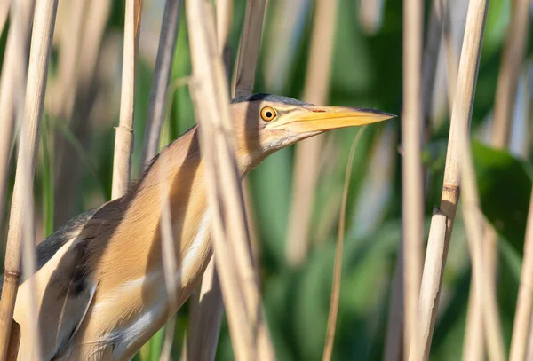 Little Bittern Ixobrychus Minutus Bird Sits Thicket Reeds River Bank — Photo