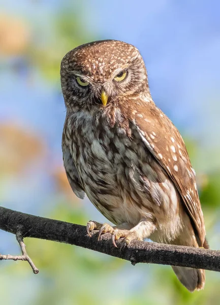 Little Owl Athene Noctua Bird Sits Branch Looks Menacingly — Stock Photo, Image