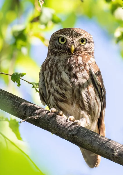 Little Owl Athene Noctua Bird Sits Branch — Stockfoto