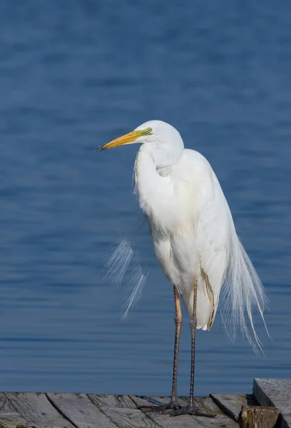 Great Egret Ardea Alba Bird Stands Wooden Bridge River Spreading — Stock fotografie