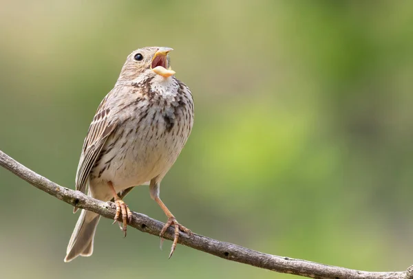 Corn Bunting Emberiza Calandra Bird Sings Sitting Branch Beautiful Blurry — Stockfoto