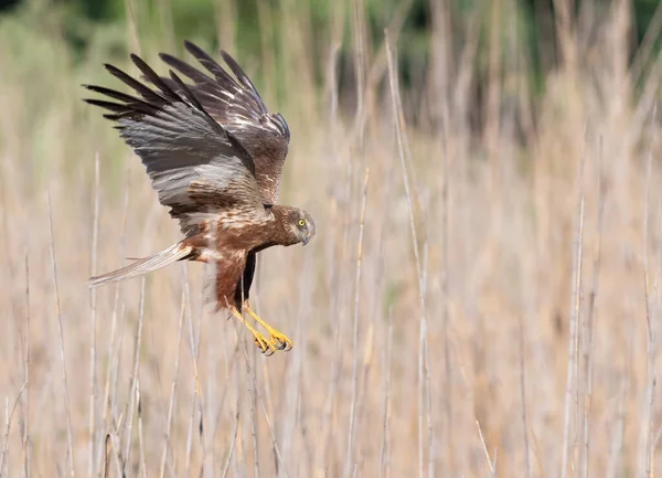 Western Marsh Harrier Circus Aeruginosus Bird Attacks Its Prey Reeds — Foto Stock