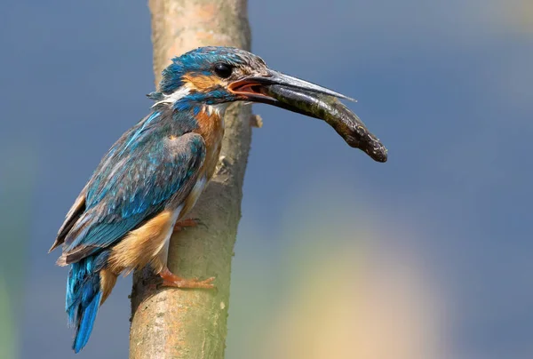 Common Kingfisher Alcedo Atthis Male Sits Beautiful Branch Holds Pike — Stock Photo, Image