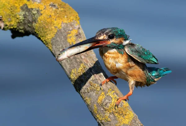 Common Kingfisher Alcedo Atthis Male Sits Beautiful Branch Water Holds — ストック写真