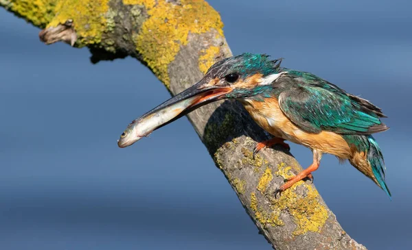 Common Kingfisher Alcedo Atthis Male Sits Beautiful Branch Water Holds — Foto de Stock