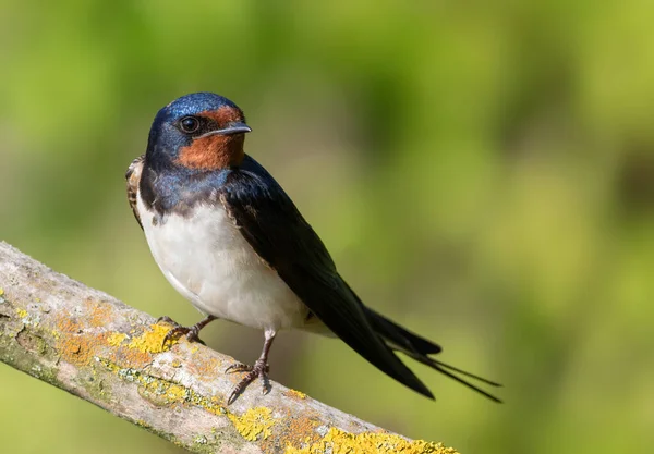 Barn swallow, Hirundo rustica. A bird sits on a beautiful branch.